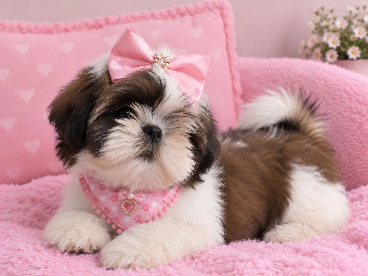 Fêmea shih Tzu 