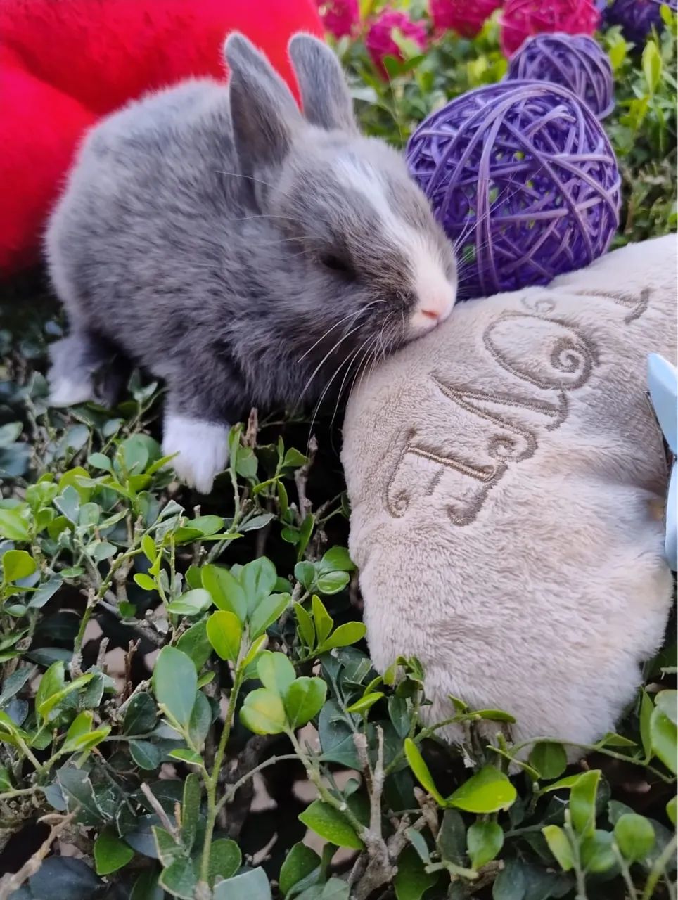 Coelho Netherland Anão - Importado - Foto 5