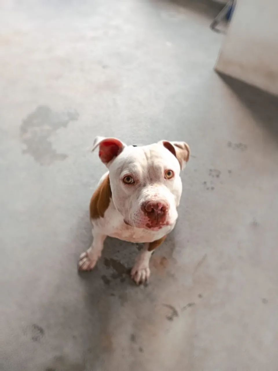 Pitbull Macho doação 
