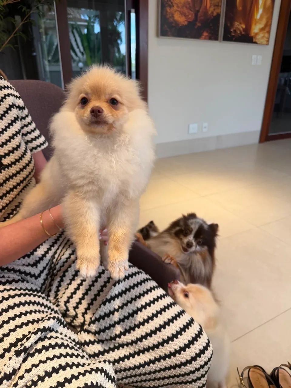 Spitz alemão  - Foto 4