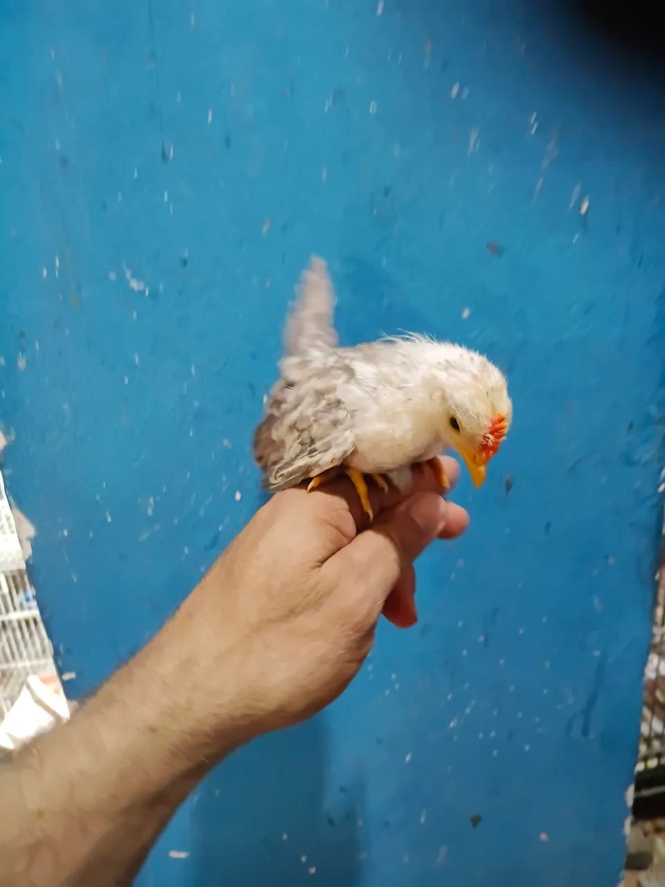 Mini galinha serama 
