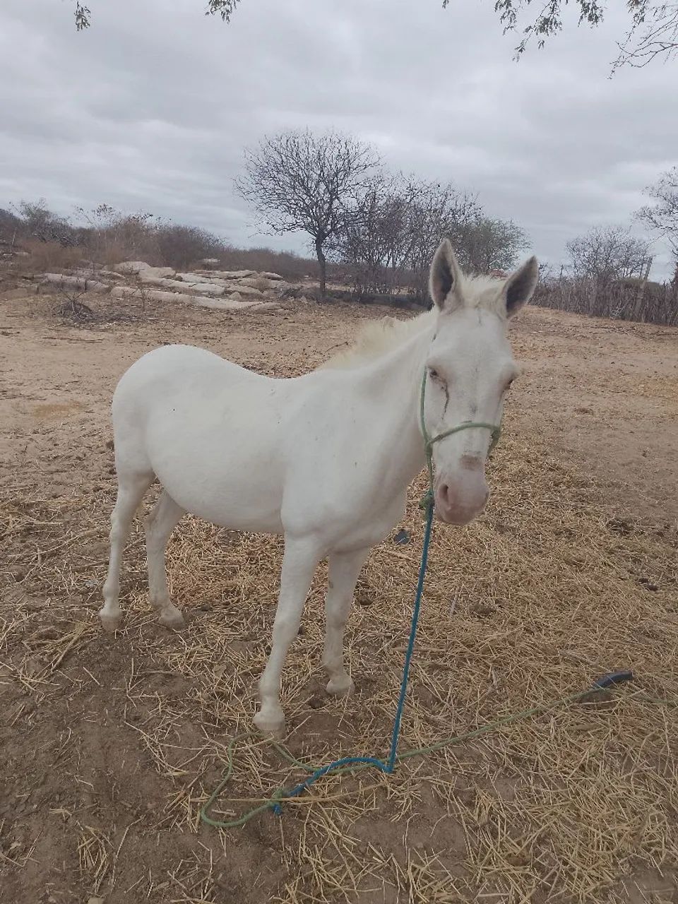 Vendo burro manso - Foto 2