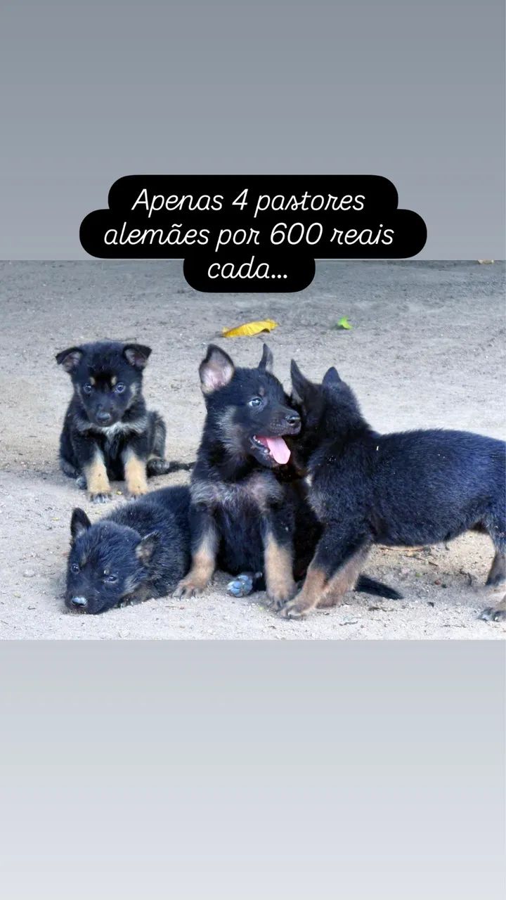 Pastor Alemão  - Foto 2