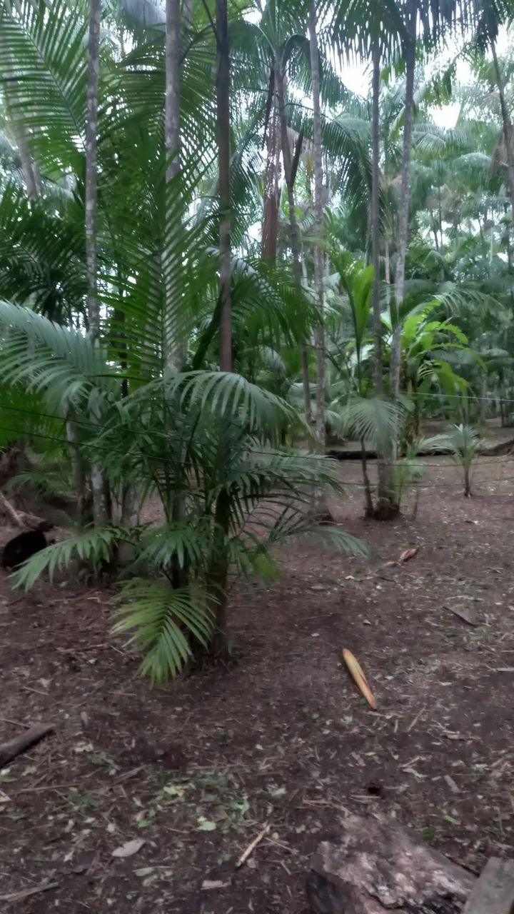Terreno no Rio Salvador Grande  - Foto 3