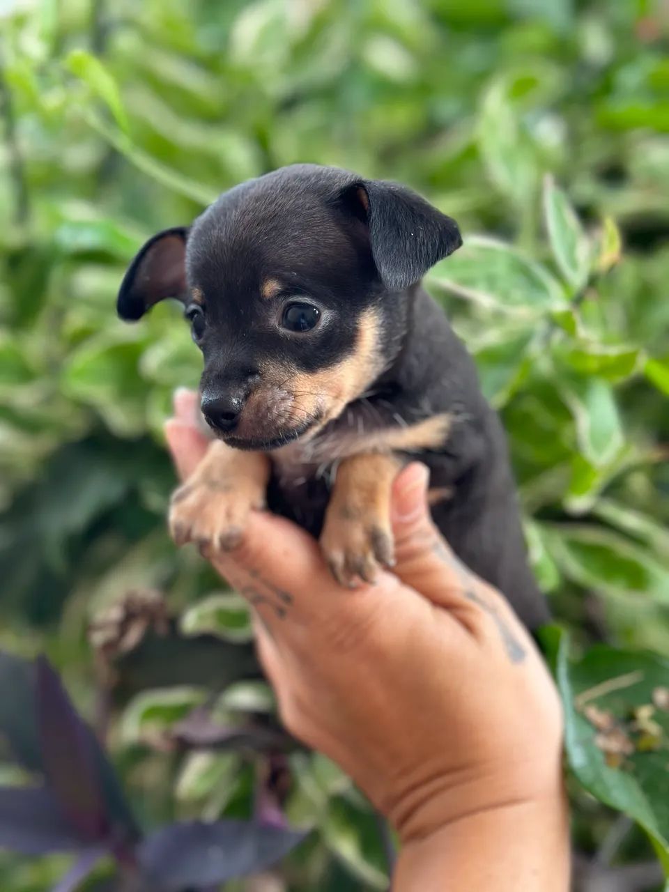 Pinscher 