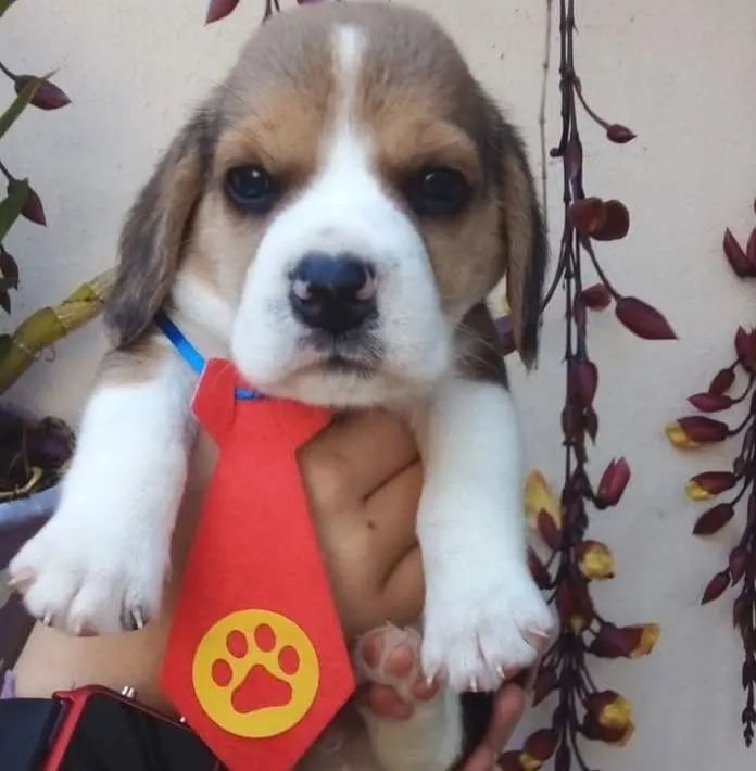 Filhotes de Beagles 