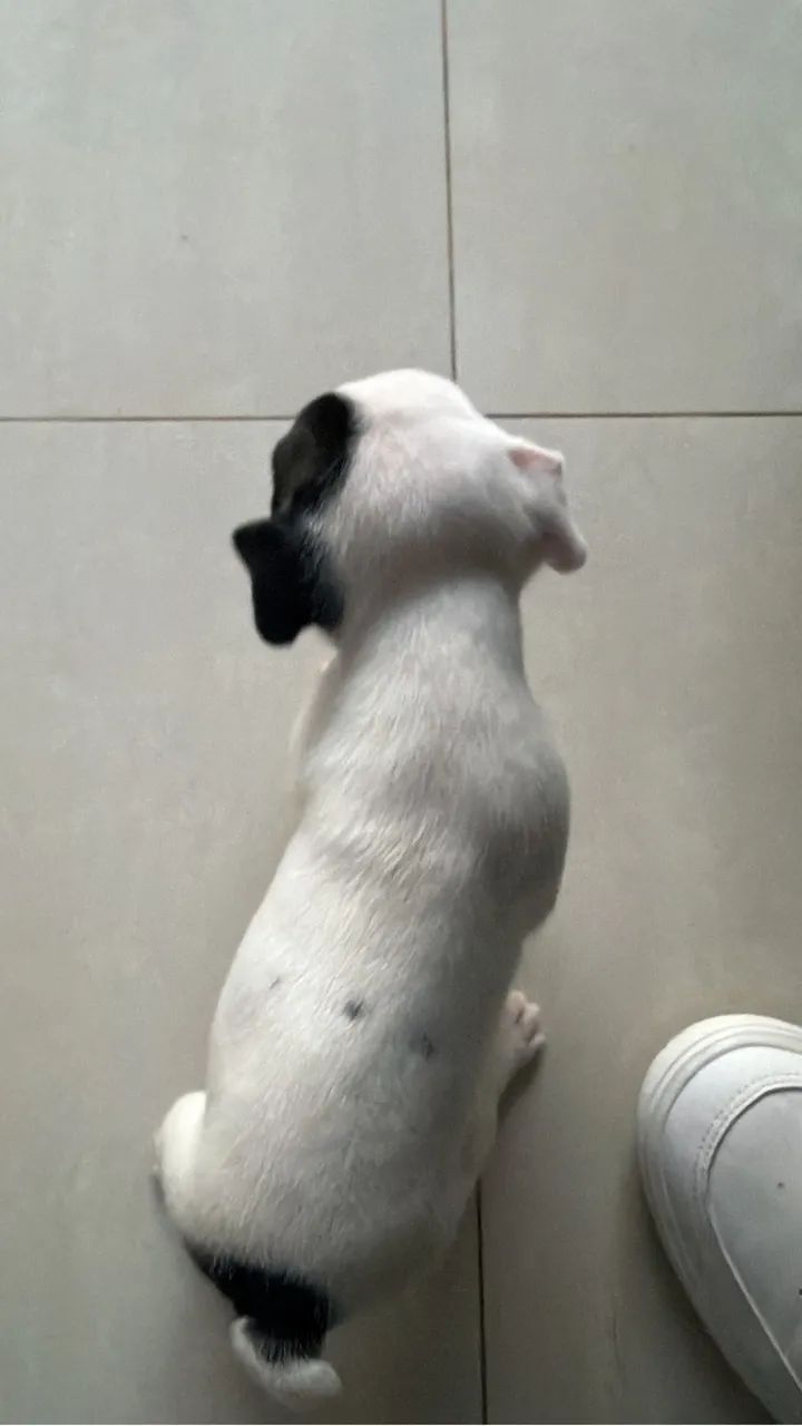Buldogue francês  - Foto 4