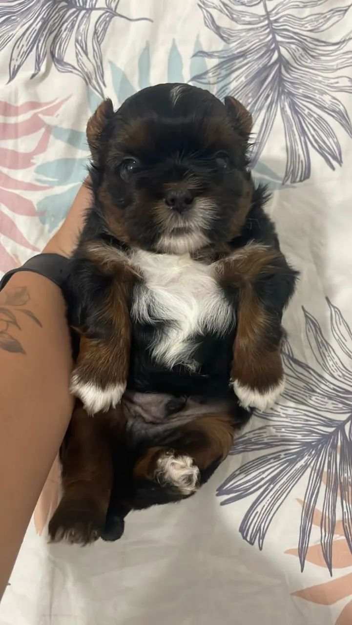 VENDO SHIH TZU MACHO - Foto 2