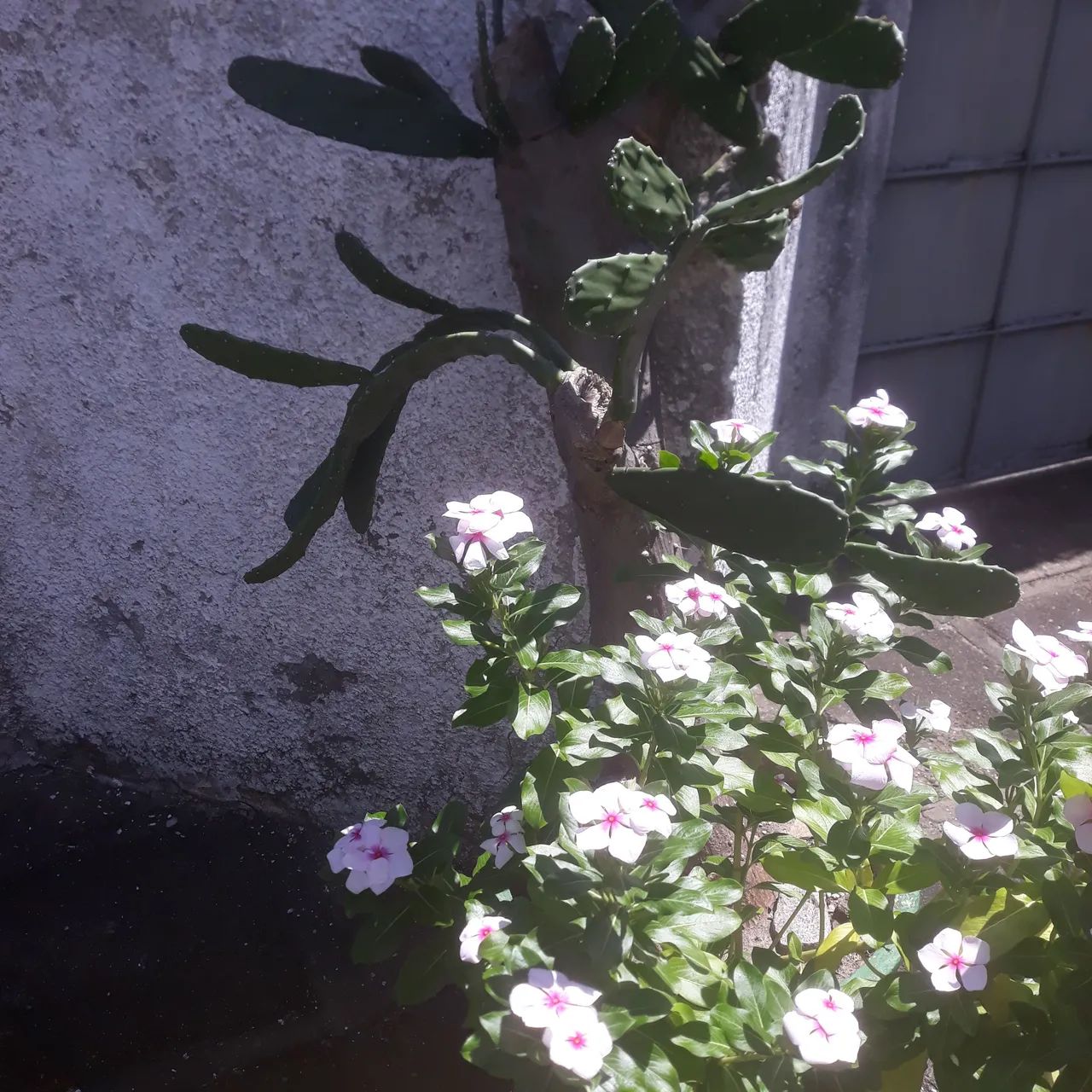 Planta - Foto 2
