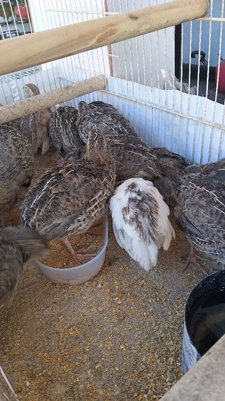 Codornas para Venda - Saudáveis e Bem Cuidadas - Foto 2