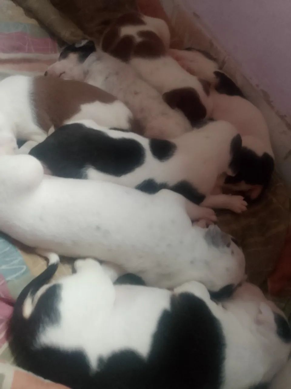 Filhos Pitbull  - Foto 2