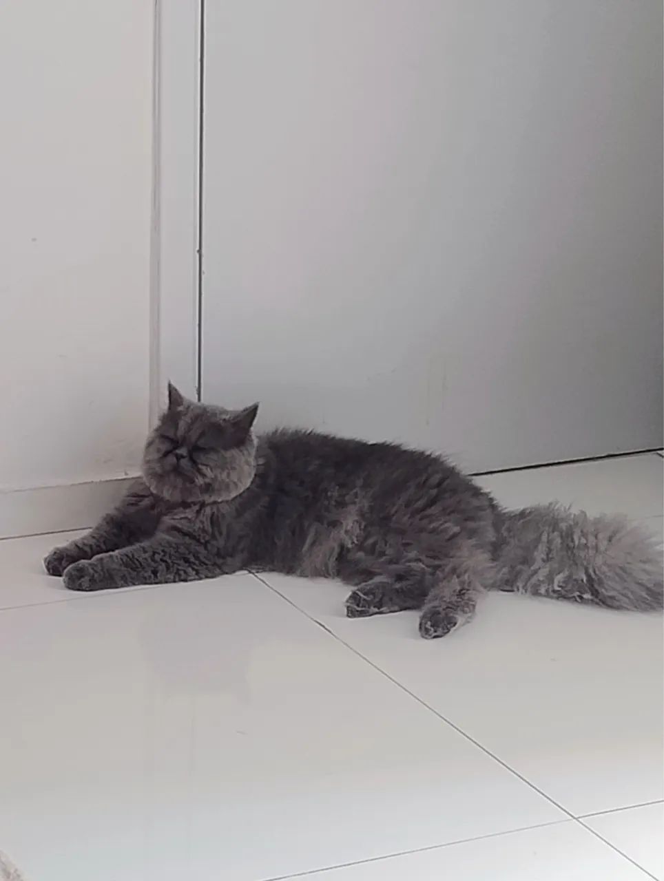 Gato Macho Persa - Foto 3