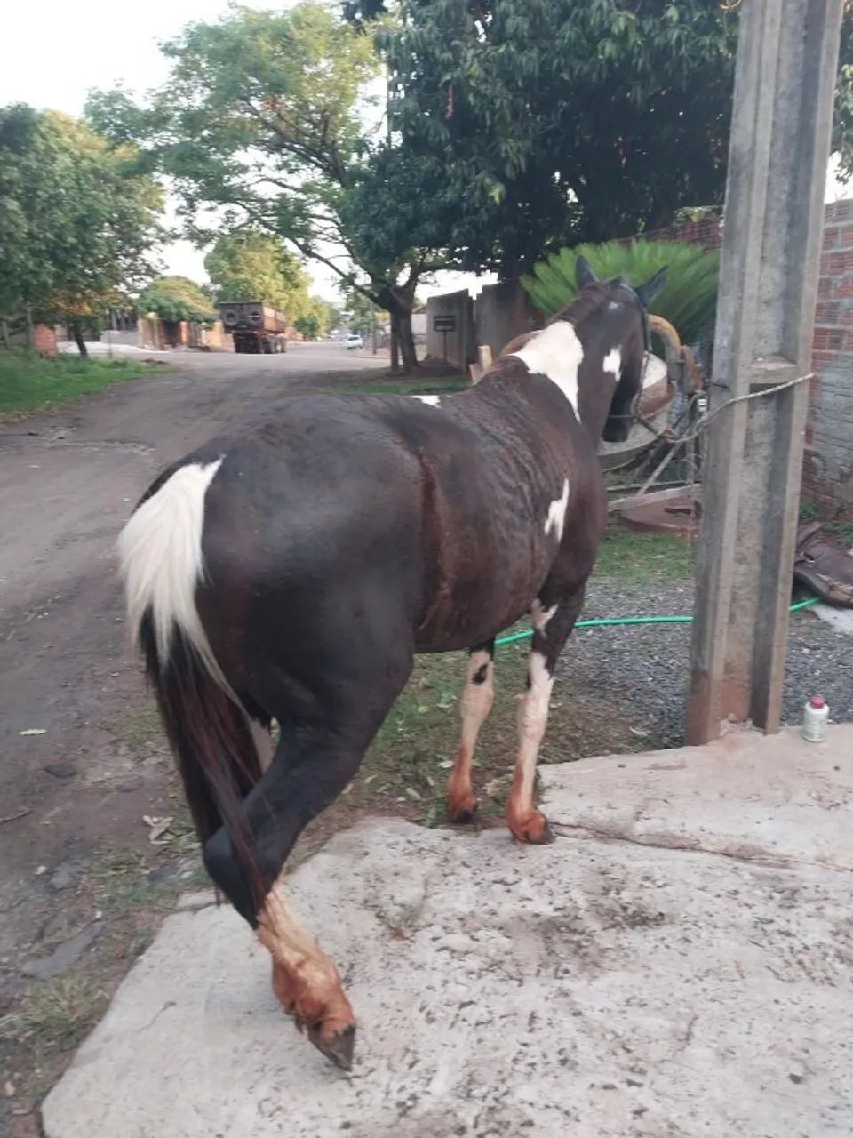 Animal