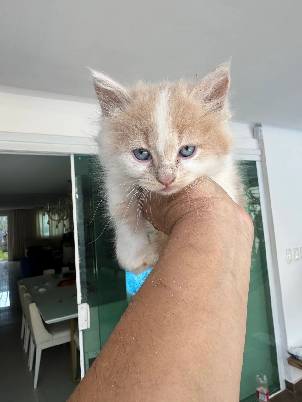 Lindo gato Mutikin  - Foto 3