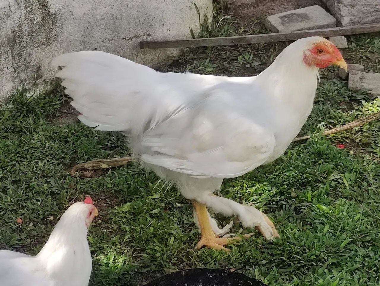 Frangas da Raça brahma white - Foto 3