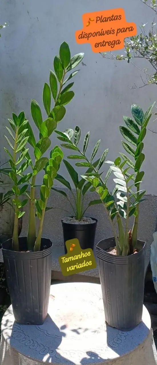 2 lindas Zamioculcas no vaso -entrega a consultar  - Foto 3
