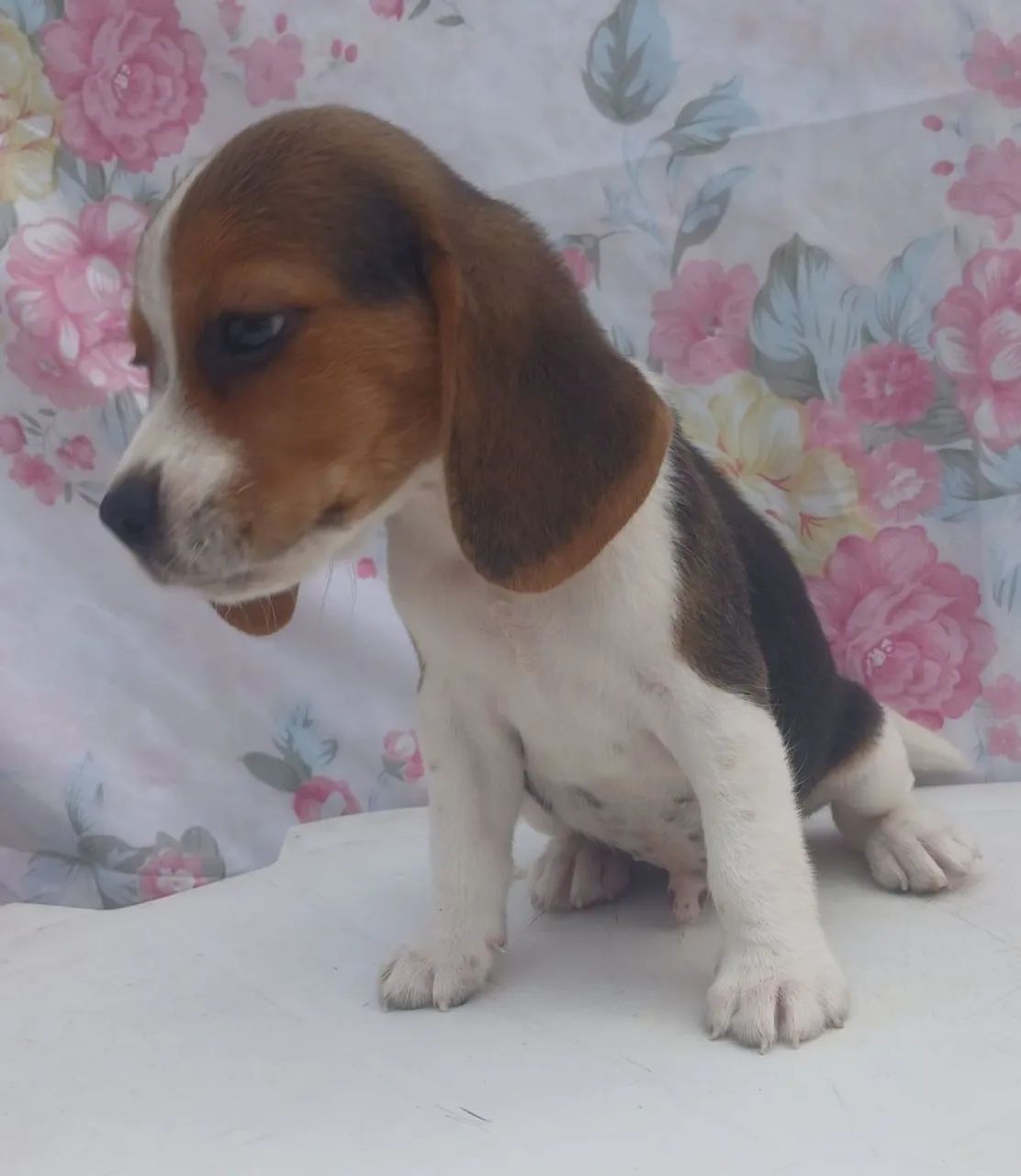 Fillhotes de Beagle - Foto 4