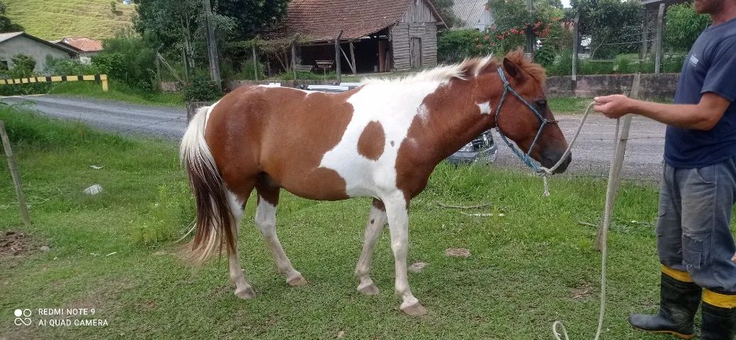 Petiço pampo manso de montaria. - Foto 4