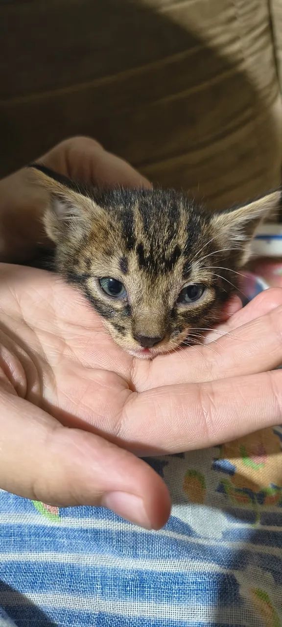 Gatinhos para adoção  - Foto 4