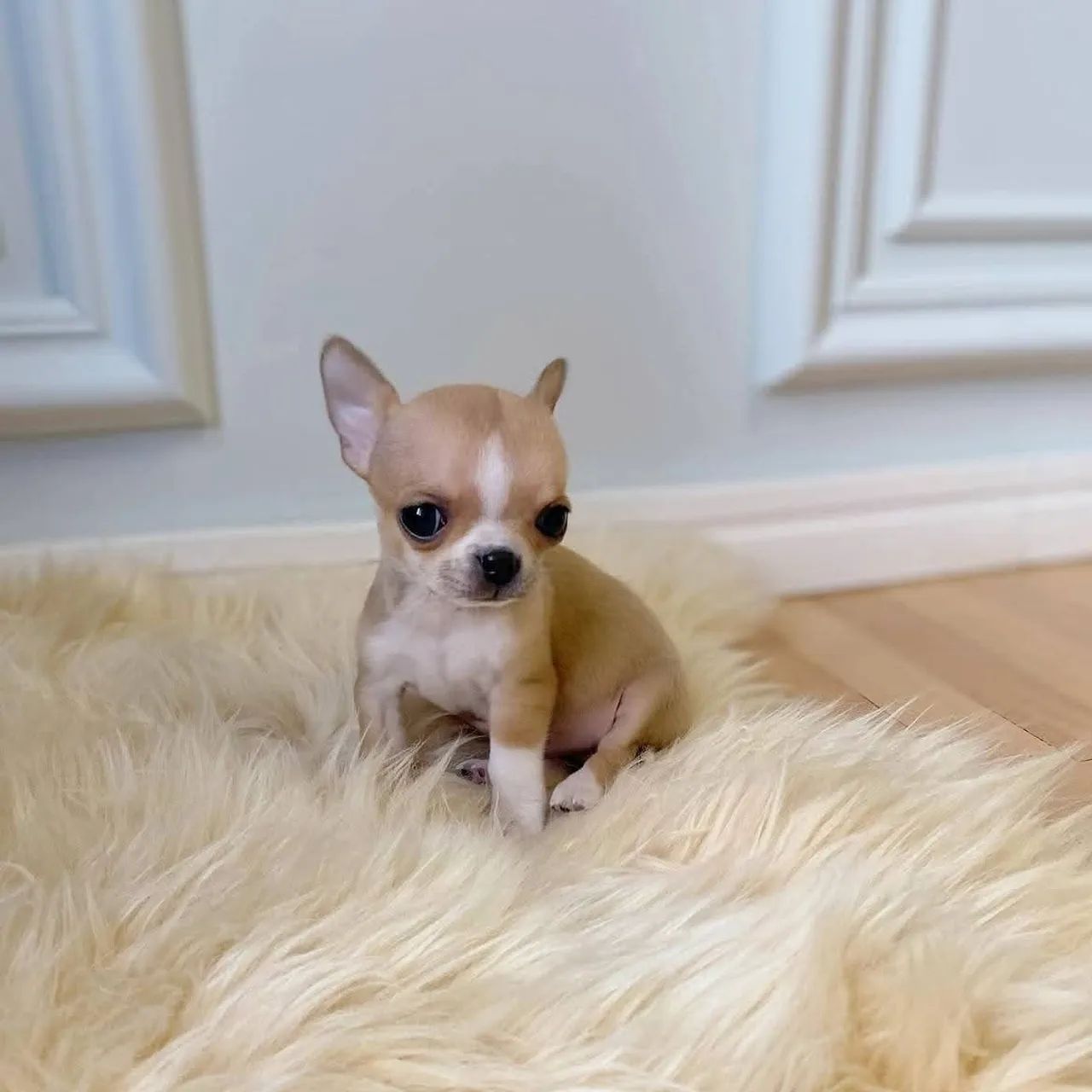 Chihuahuas  - Foto 4