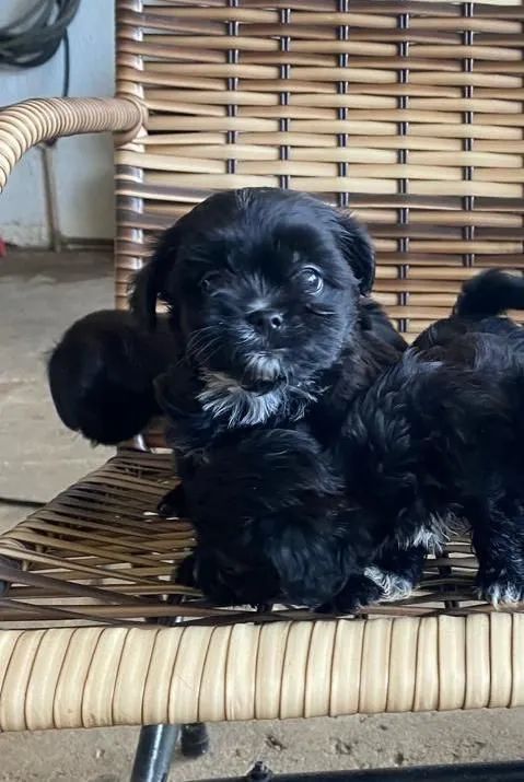 Filhotes Lhasa