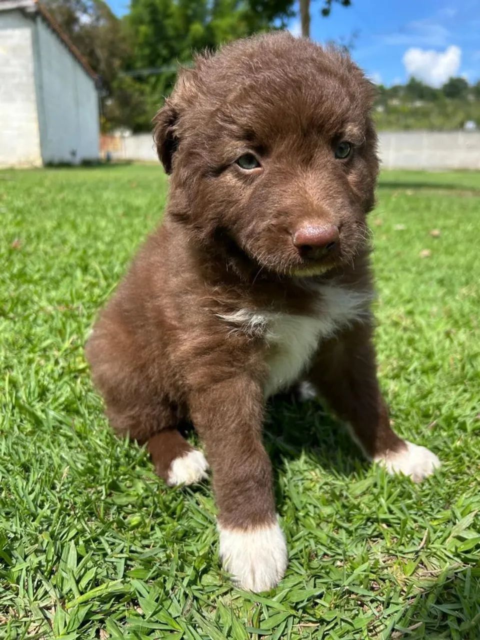 Filhote border collie, A melhor surpresa da sua vida tem quatro patas!
