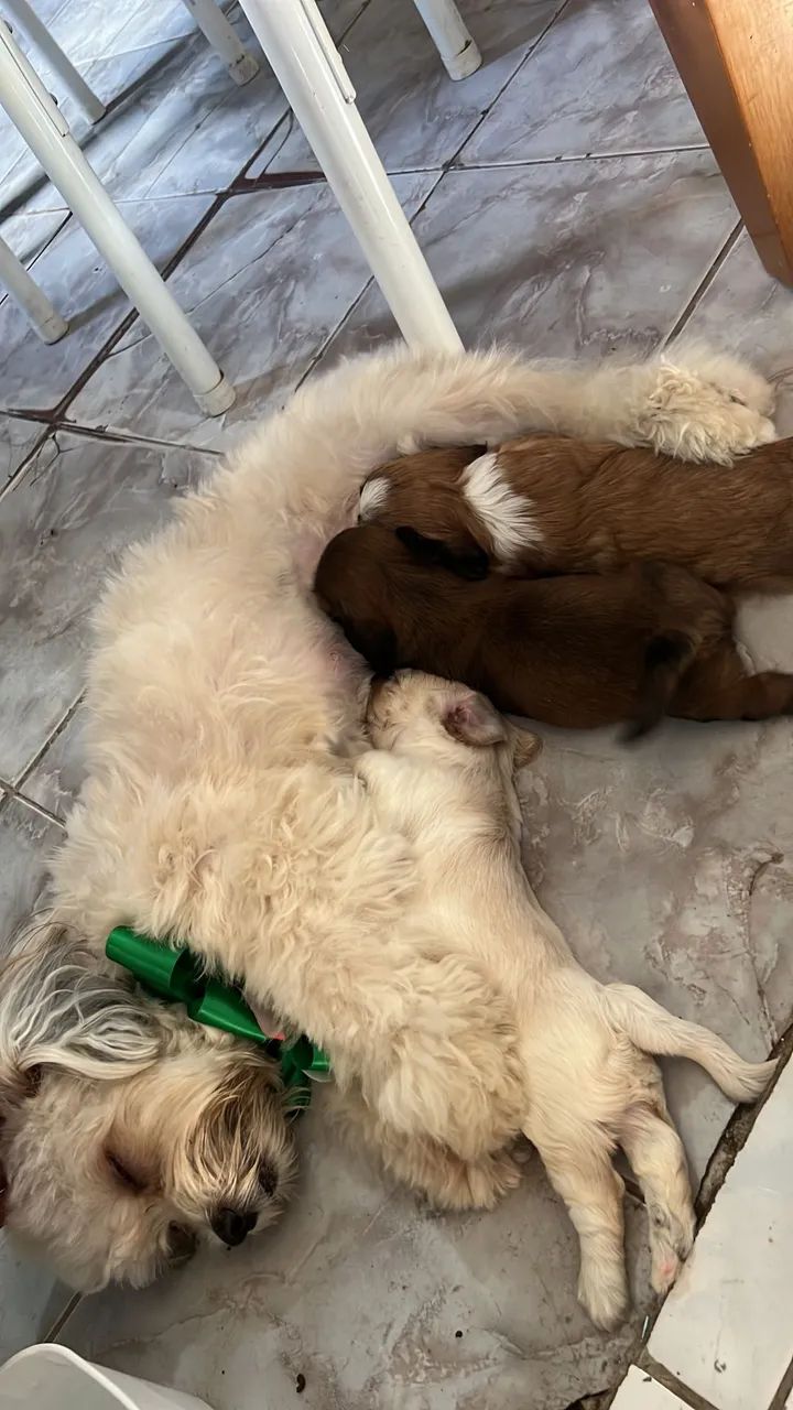 Cachorras Shih tzu com poodle