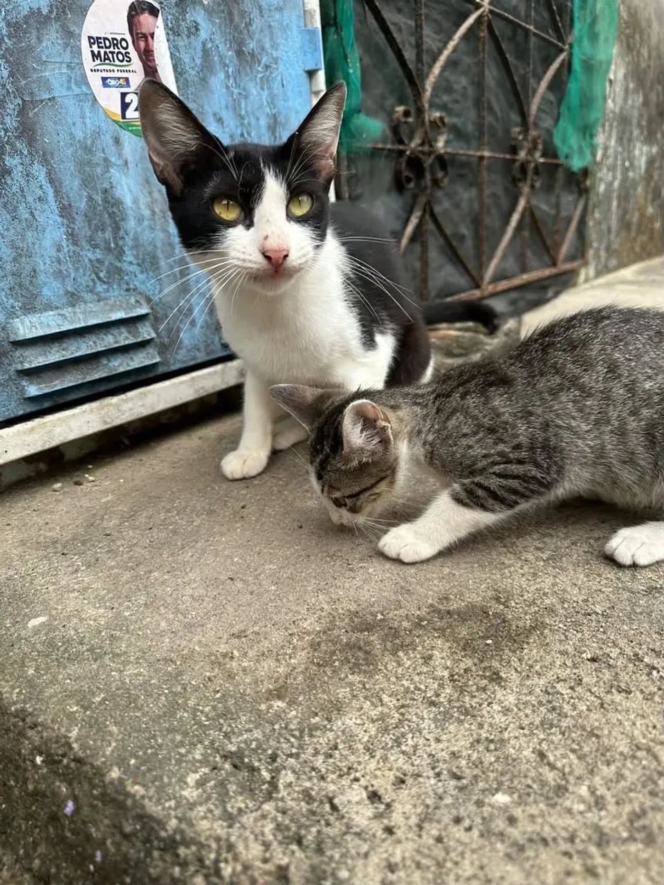 Gatinhos para doação  - Foto 2