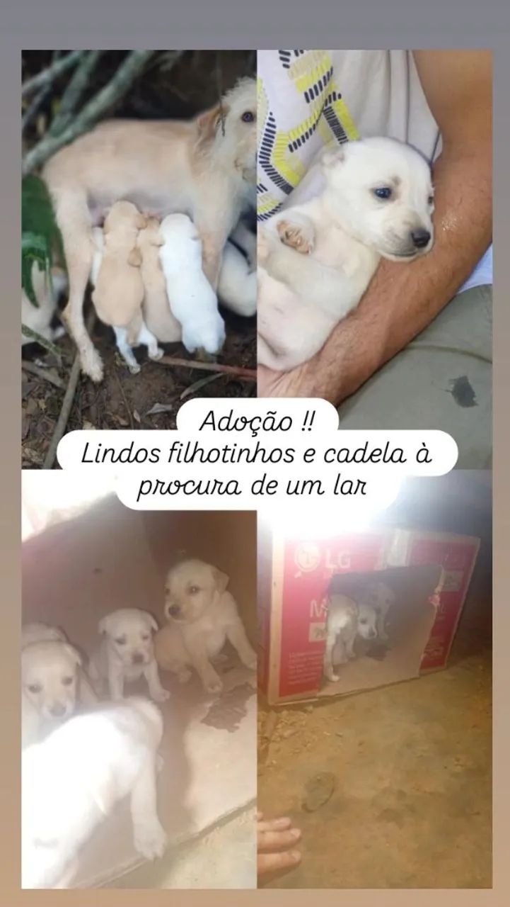Doação  - Foto 3