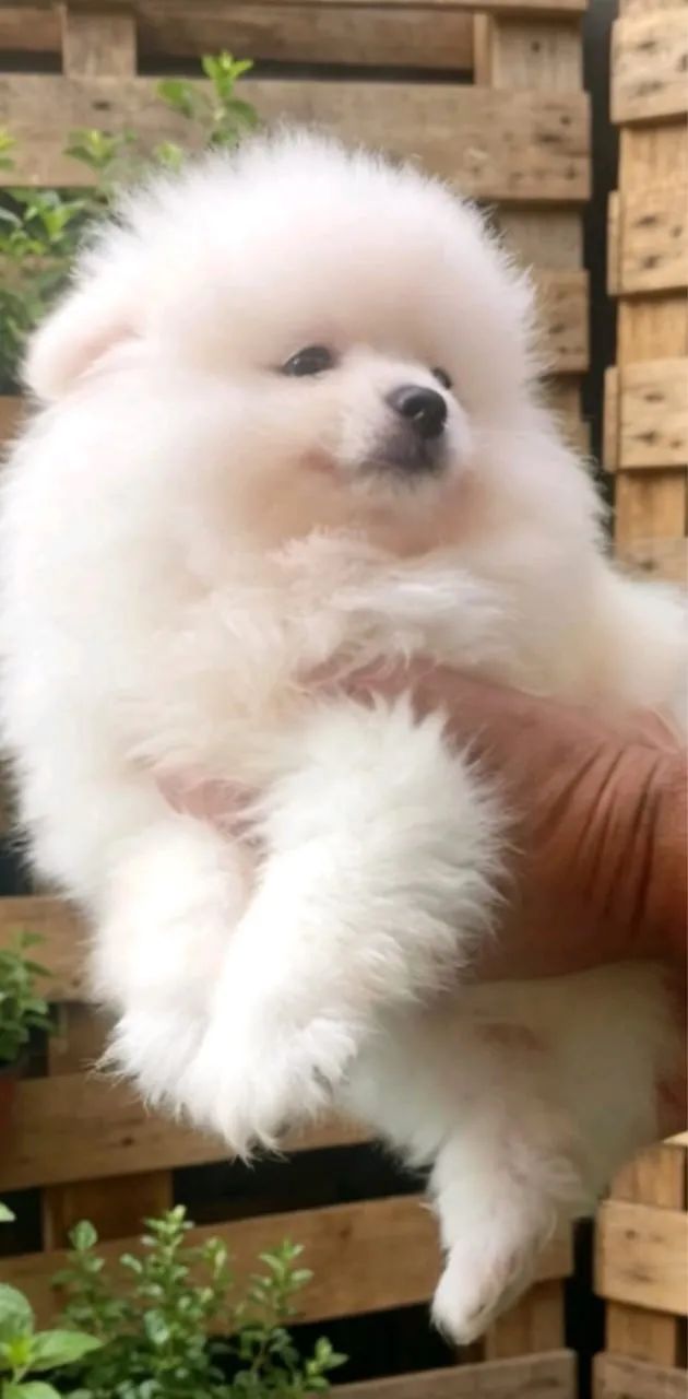 Lulu macho 