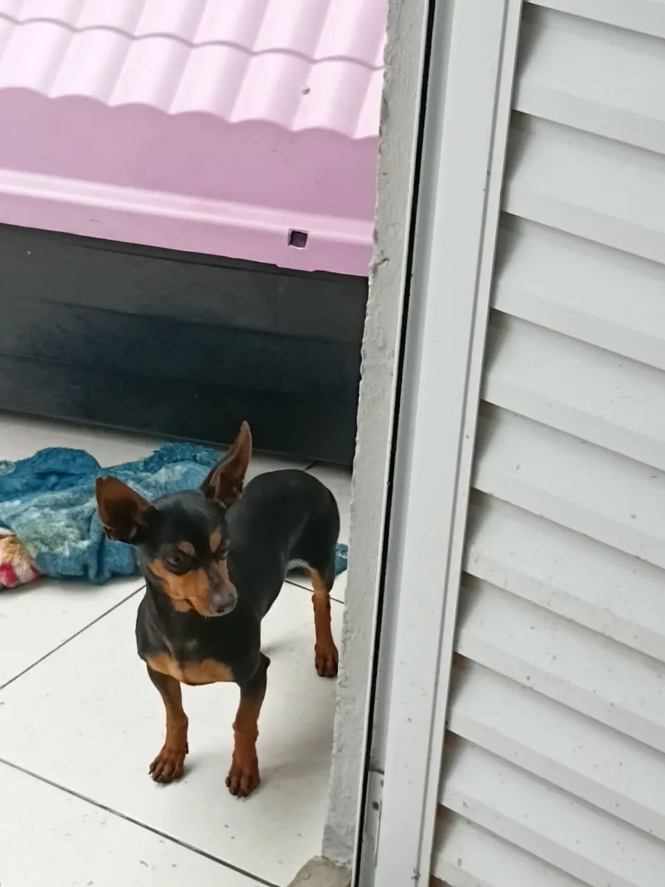 Pinscher  - Foto 2