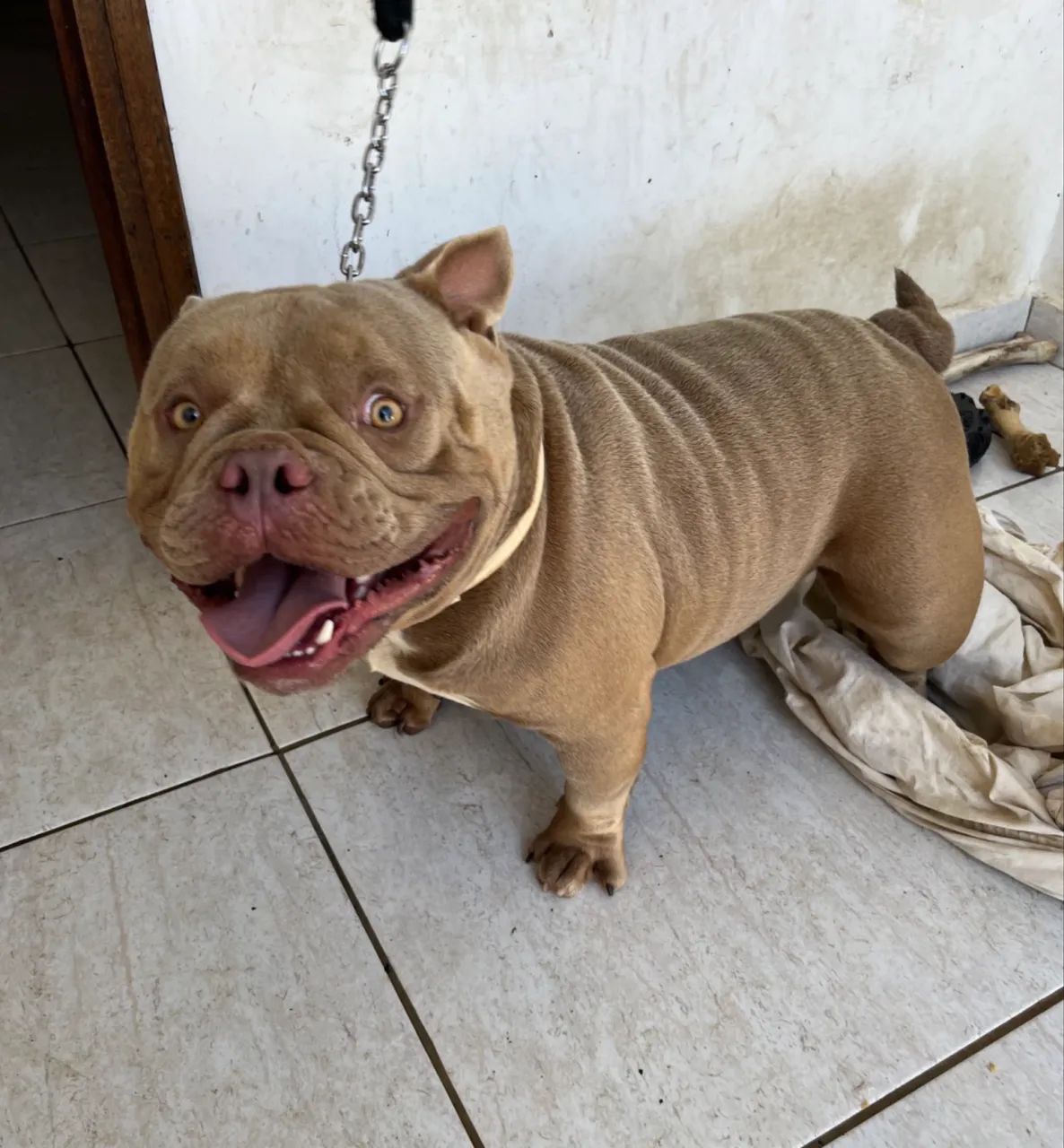 Exotic bully - Foto 3