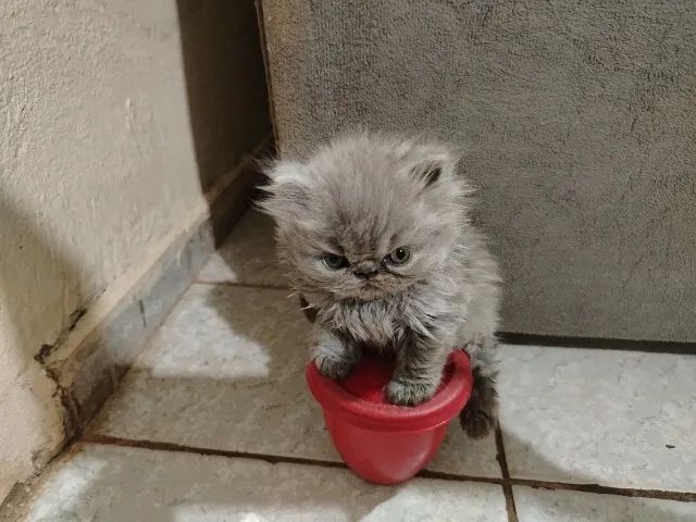 Gato Persa - Foto 2