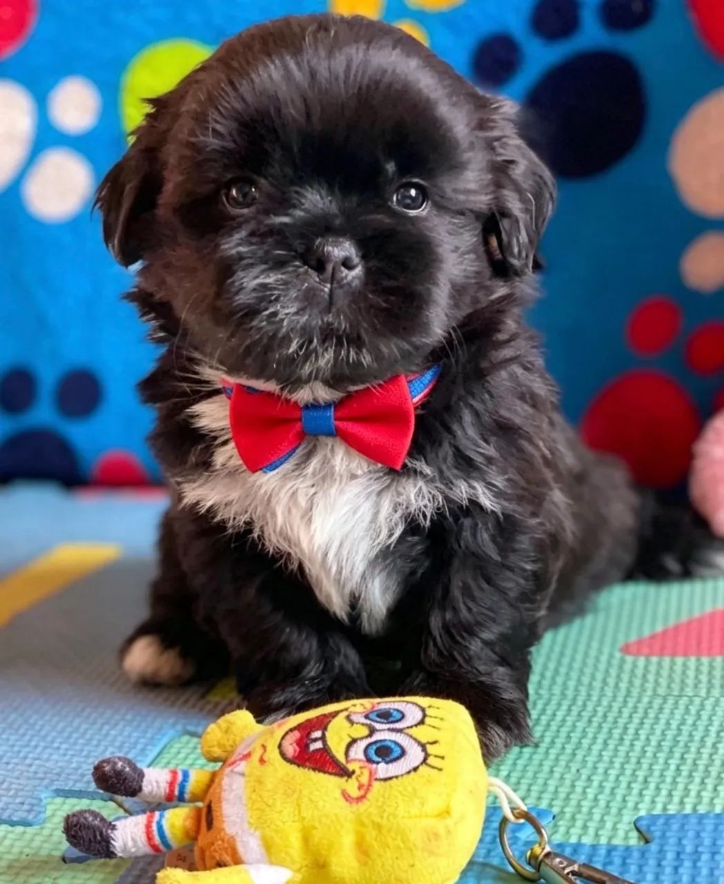 Filhotes Shihtzu - Foto 2