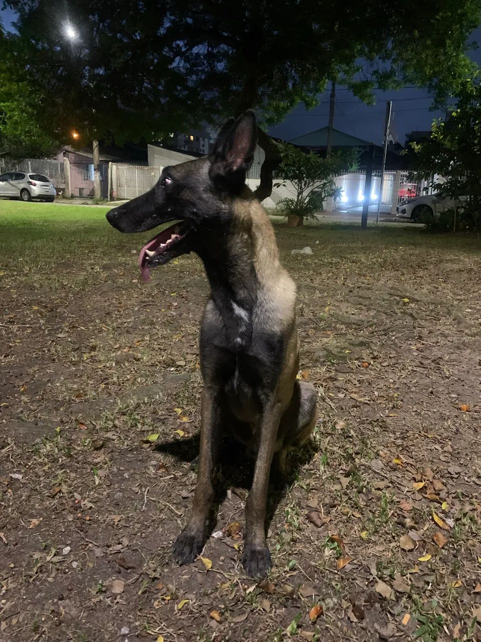Pastor Belga de Malinois - Foto 3