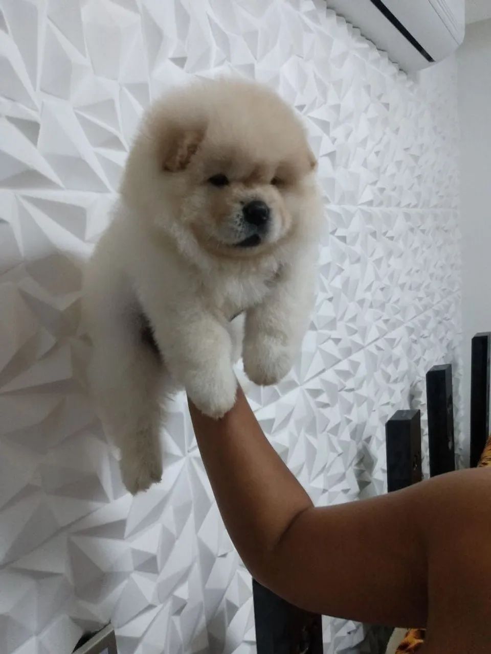 Chow chow americano top demais  - Foto 3