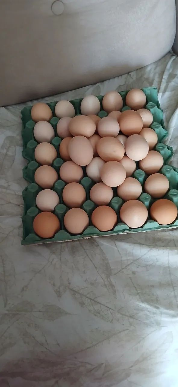 Ovos de GSB 