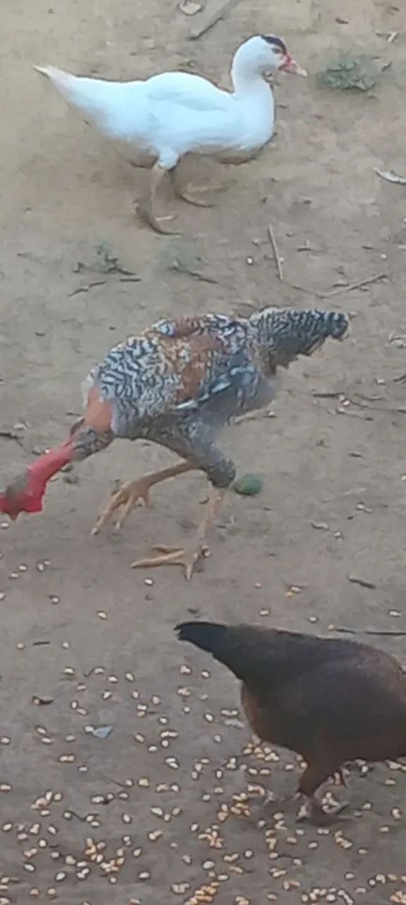 Frango disponível  - Foto 4