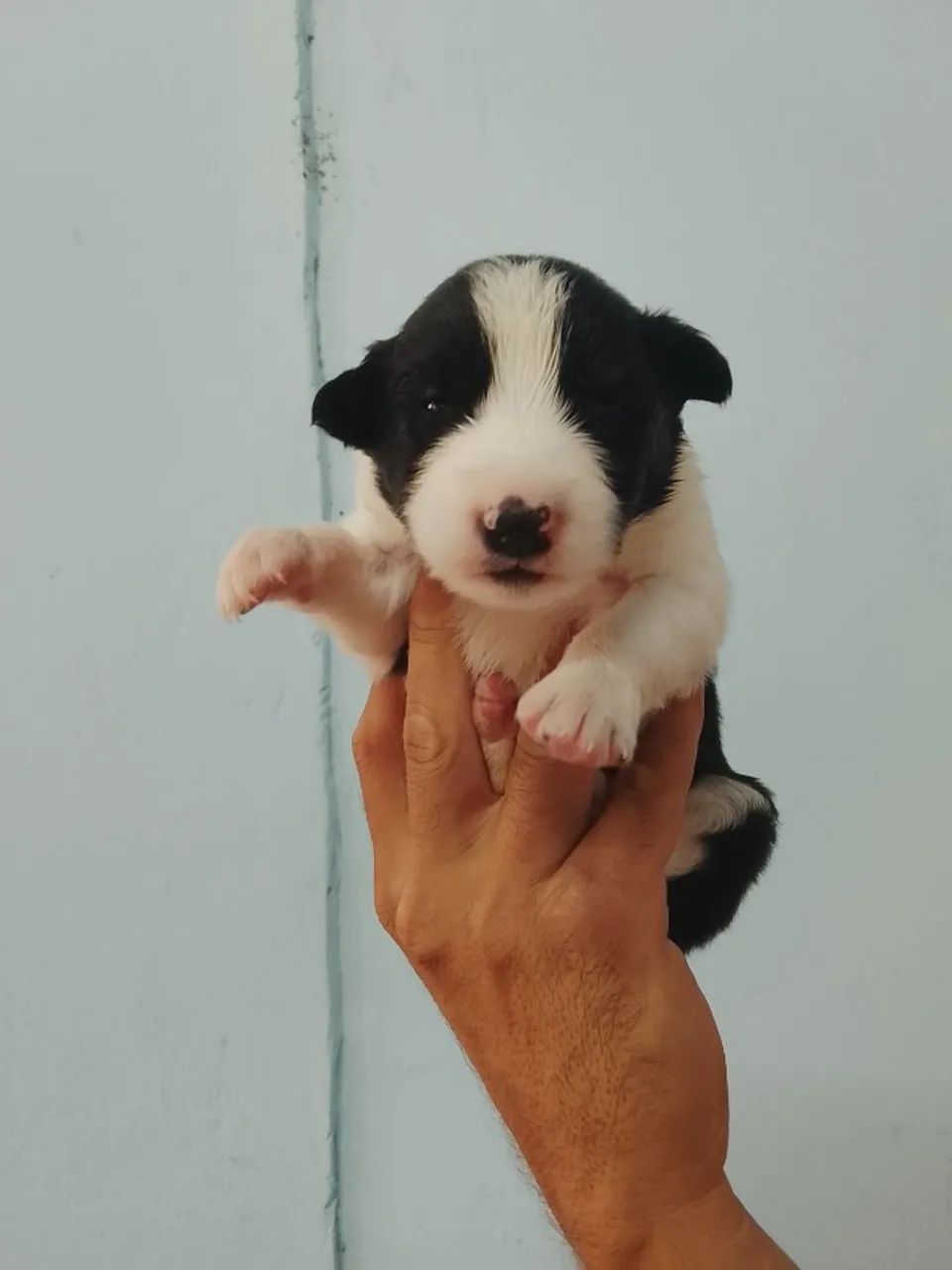 Border collie