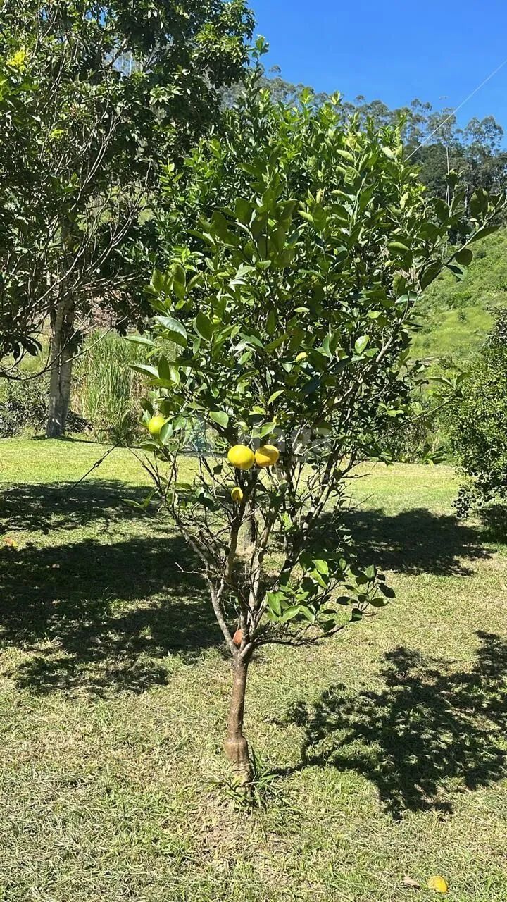 Sítio à venda em Major Gercino/SC - Foto 5