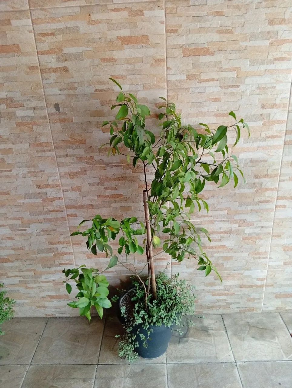 Vendo mudas frutíferas 