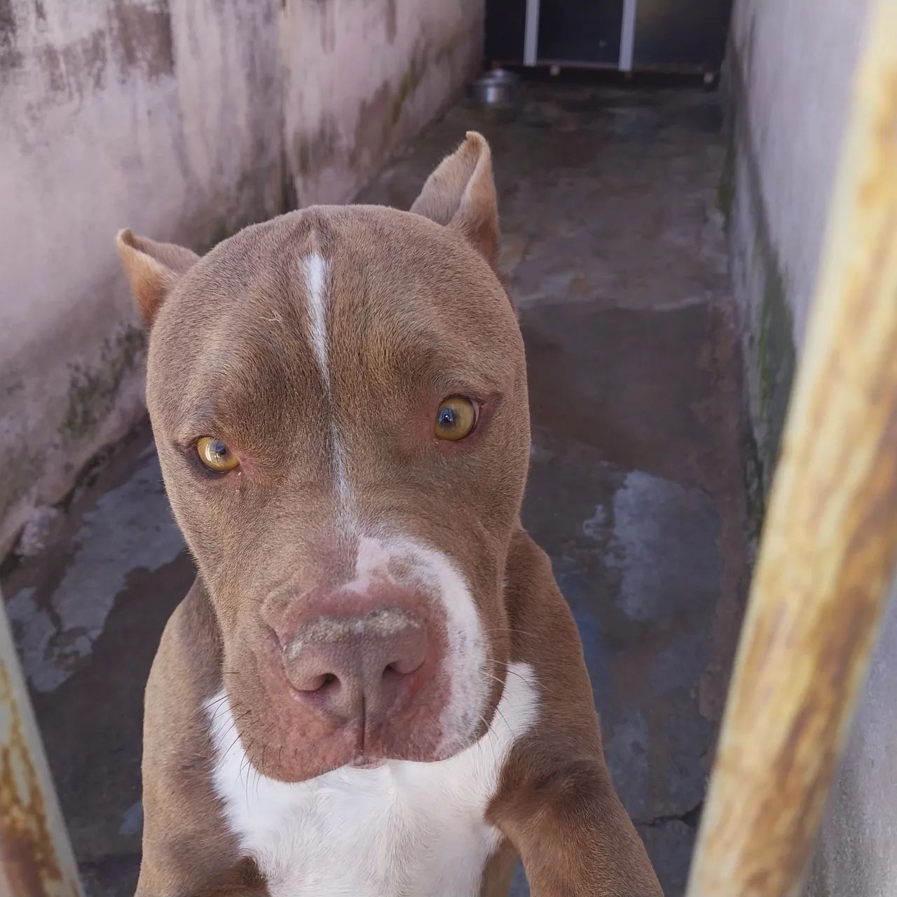 Doa -se  Pitbull  Macho 4 Anos
