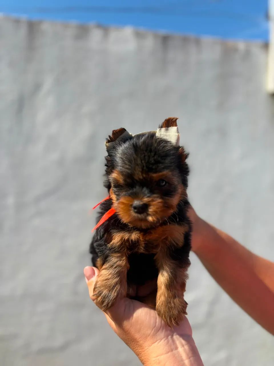 Yorkshire terrier MACHO - Foto 4