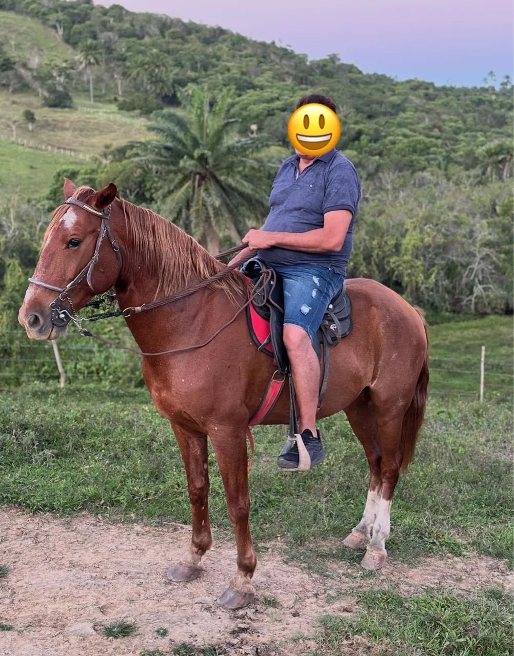 Cavalo marcha de centro Alazão excelente índole muito manso - Foto 2
