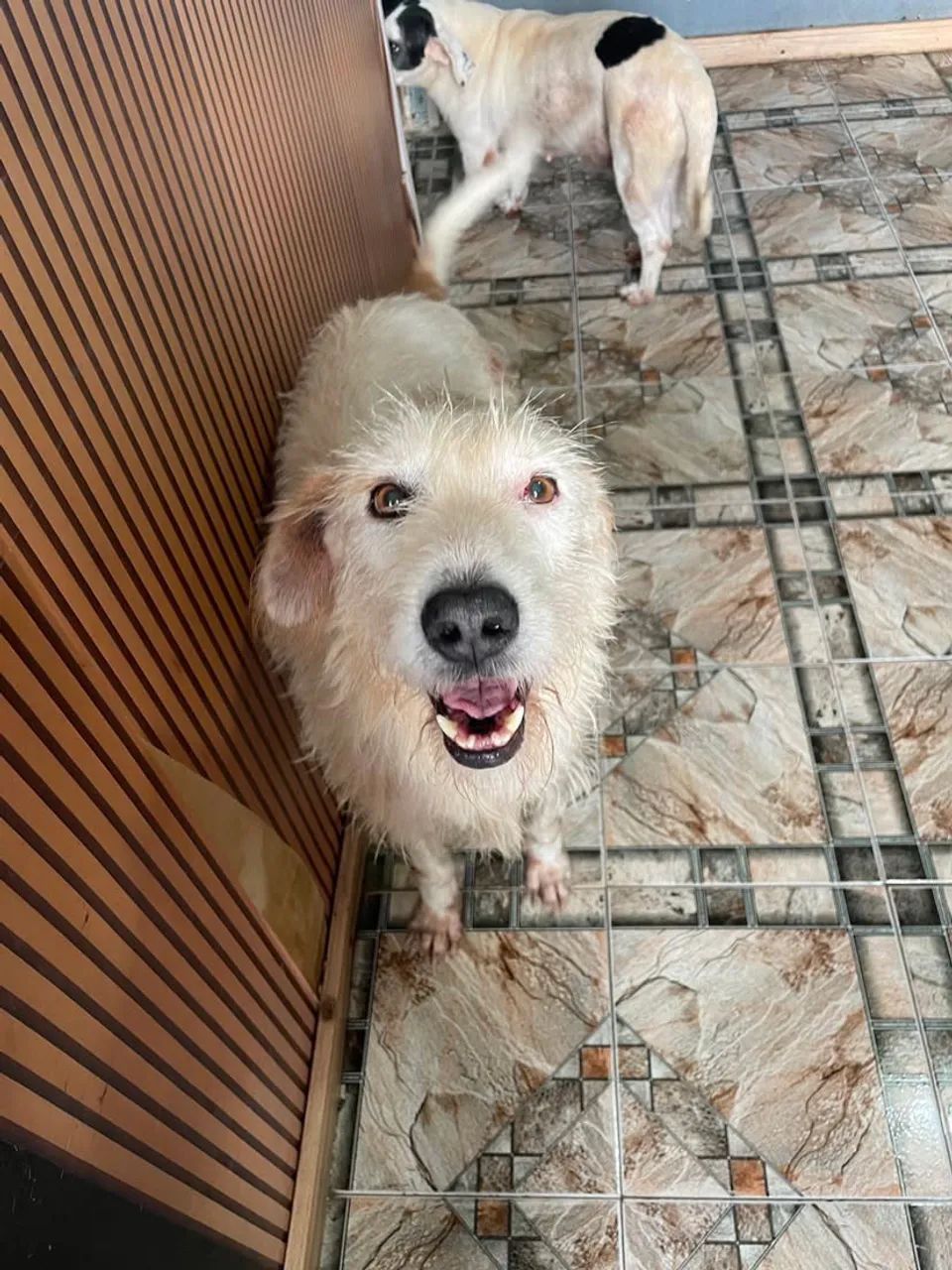 Adoção responsável cachorro  - Foto 2