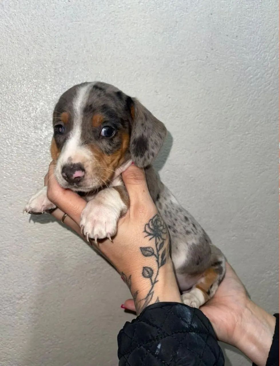Dachshund 