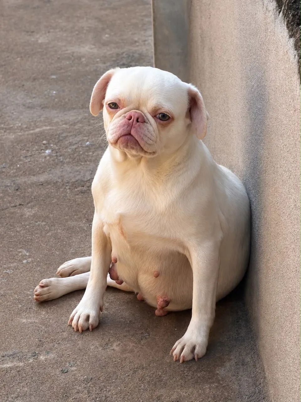 Pug exóticos e abricot  - Foto 2
