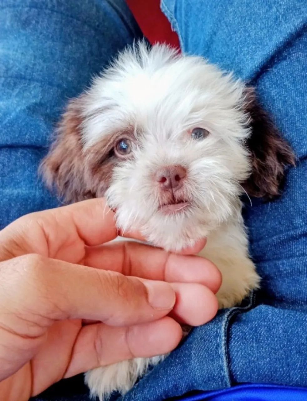 Cachorro 
