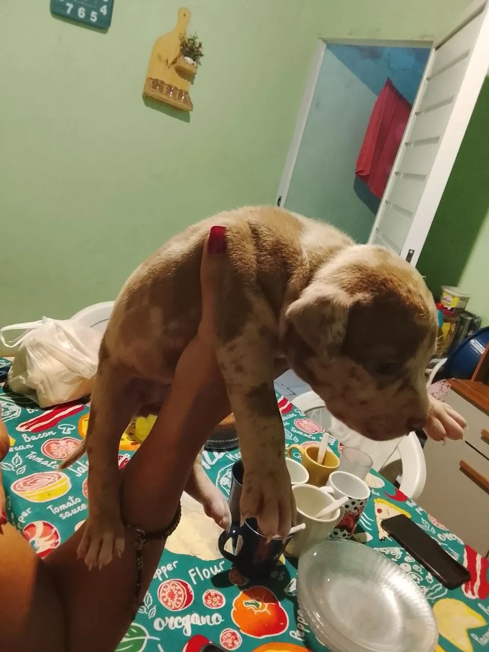 Pitmoster para venda