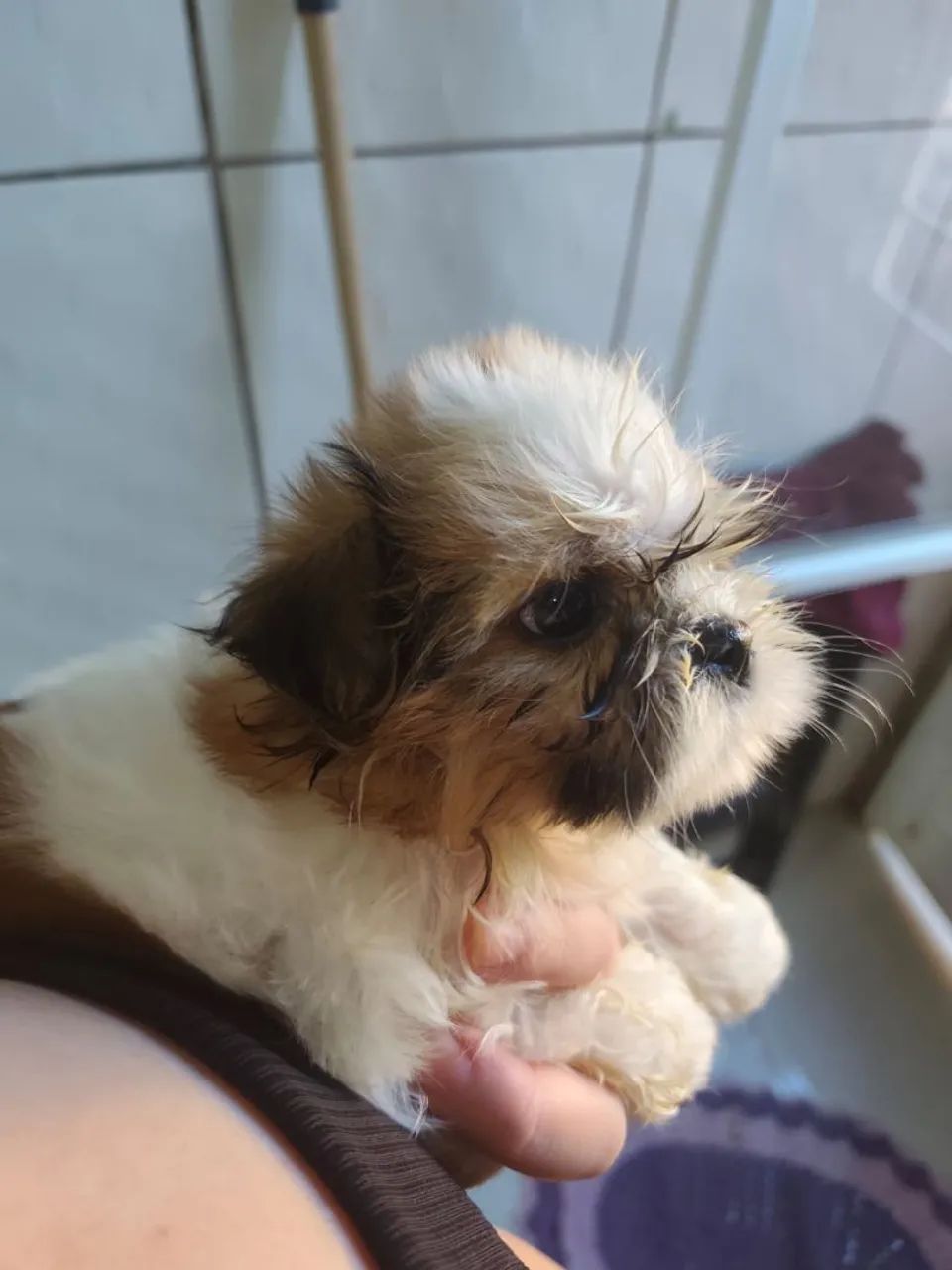 Shitzu  - Foto 4